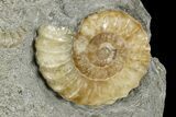 Two Fossil Ammonites (Promicroceras) - Lyme Regis #166649-2